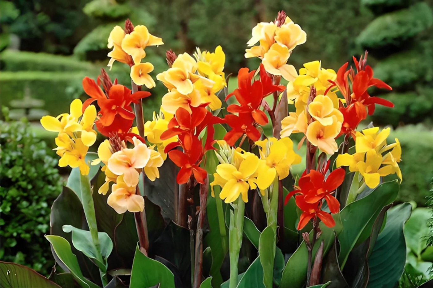 When Should I Plant Canna Bulbs for Best Results?