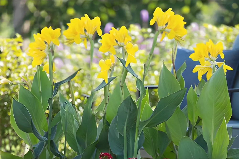 Will Canna Grow in Shade? A Gardener’s Guide