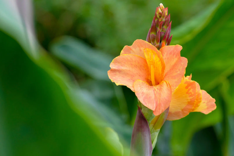 Growing Canna Lilies From Seeds: A Simple Step-by-Step Guide