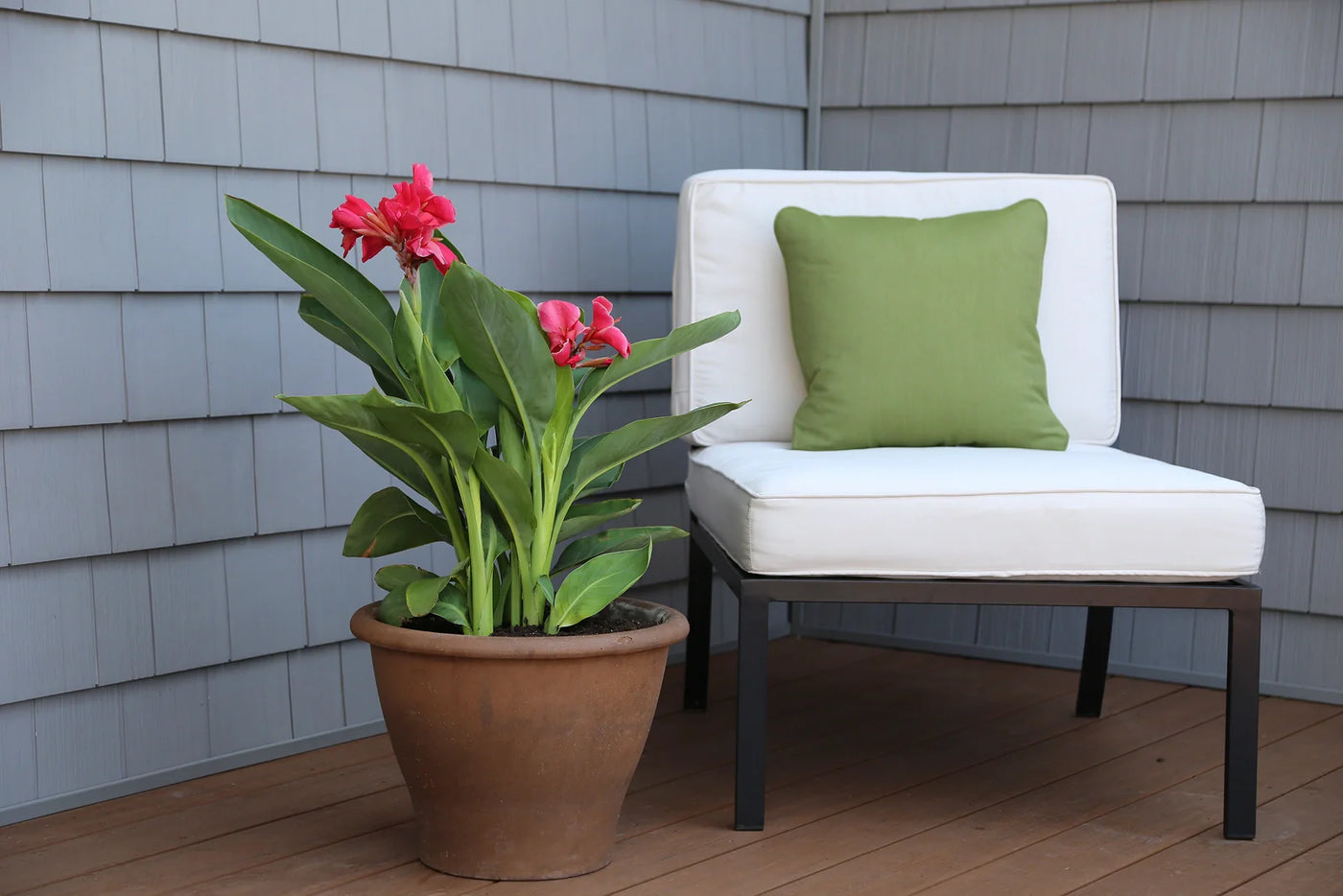 How to Grow Canna Lily Seeds