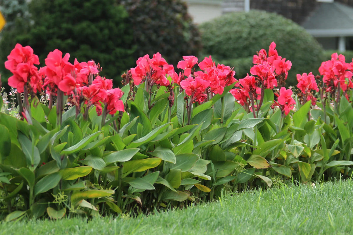 When Do Canna Bulbs Bloom: A Guide to Summer Color