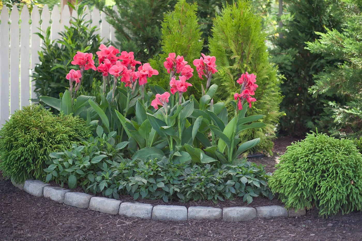 How Deep Should Canna Bulbs Be Planted? Expert Planting Guide