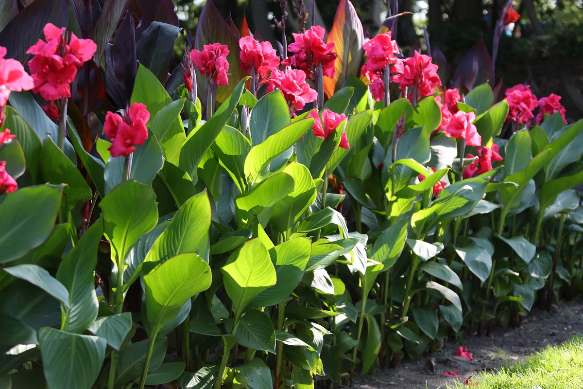 How to Split Canna Bulbs for More Flowers