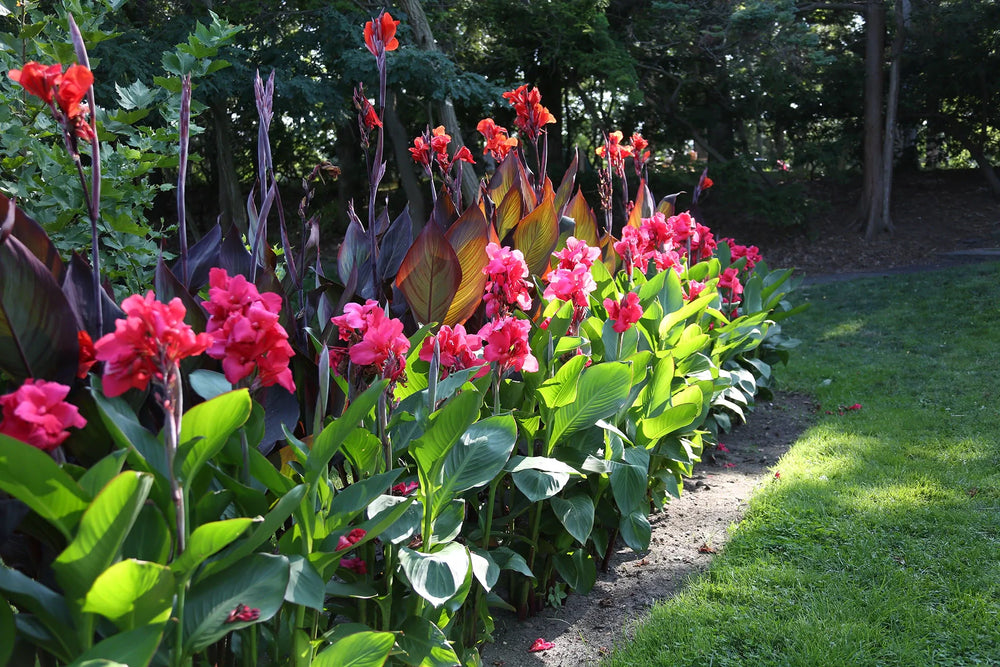 Expert Tips for Growing Canna in Containers