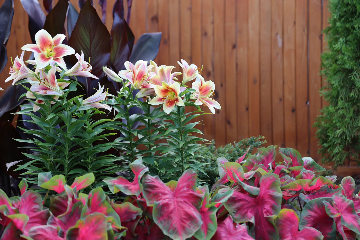 What Does a Canna Bulb Look Like? A Visual Guide