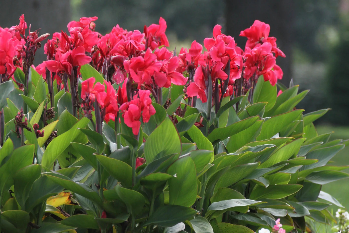 Grow President Canna Bulbs for Brilliant Summer Color