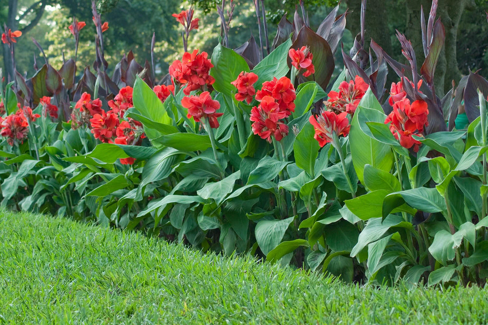 Will Canna Lily Grow in Shade? Light Levels for Success