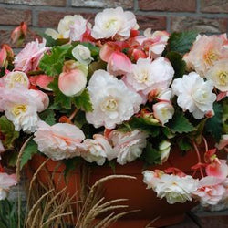 Choosing Plants for Sun or Shade