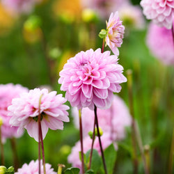Common Dahlia Pests and Diseases