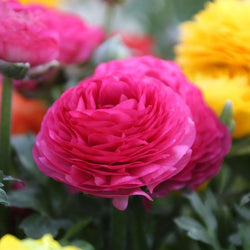 Cut Flower Favorites: Freesia and Ranunculus