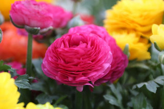 Cut Flower Favorites: Freesia and Ranunculus