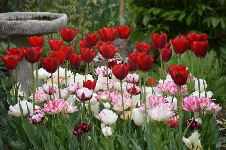 Tips for Using Tulips as Cut Flowers Longfield Gardens