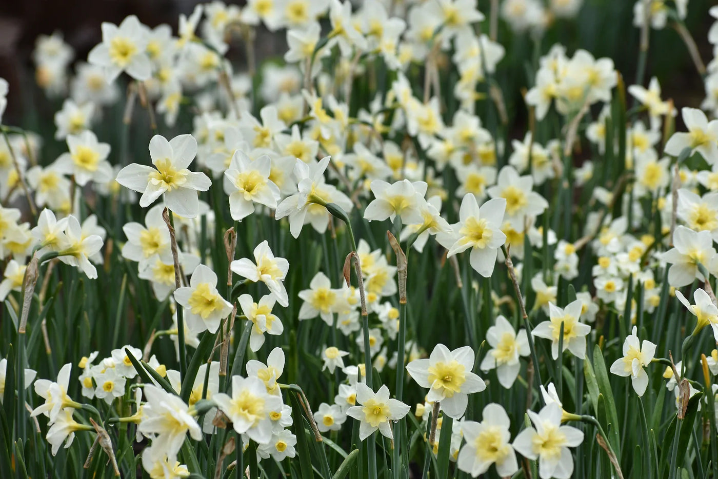 How Deep to Plant Daffodil Bulbs in the Fall