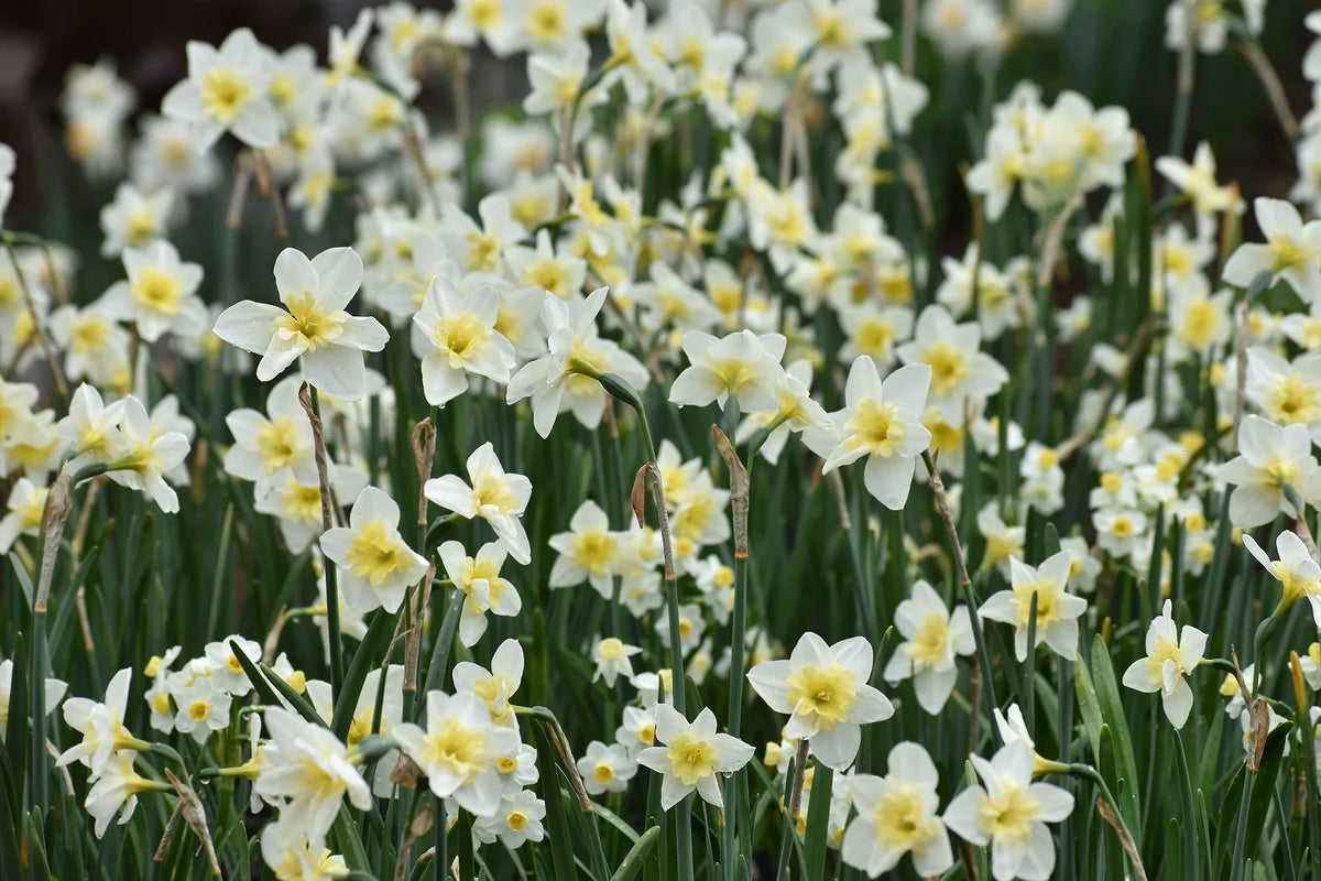 How Tall Does a Daffodil Grow: A Guide to Spring Heights