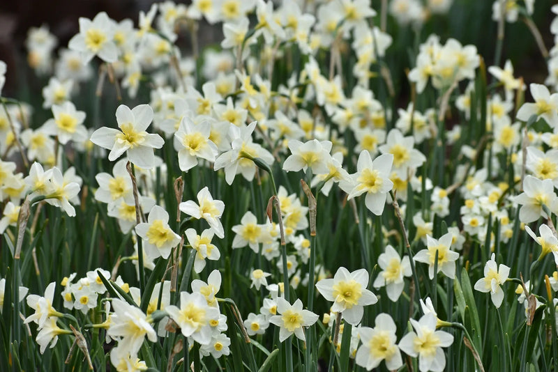 How Tall Does a Daffodil Grow: A Guide to Spring Heights