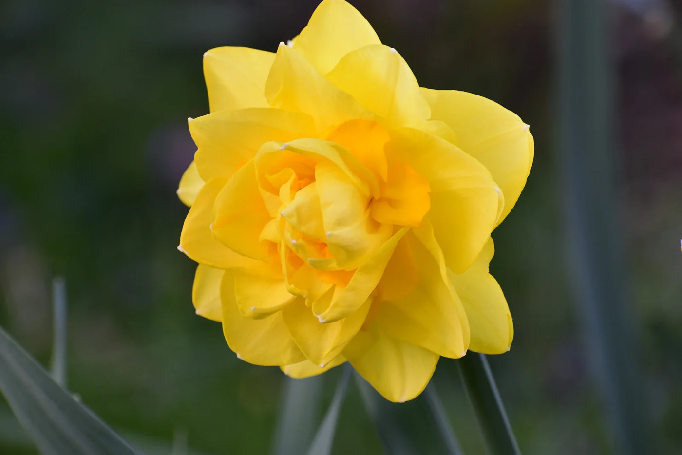 What Do You Do with Daffodils After They Bloom