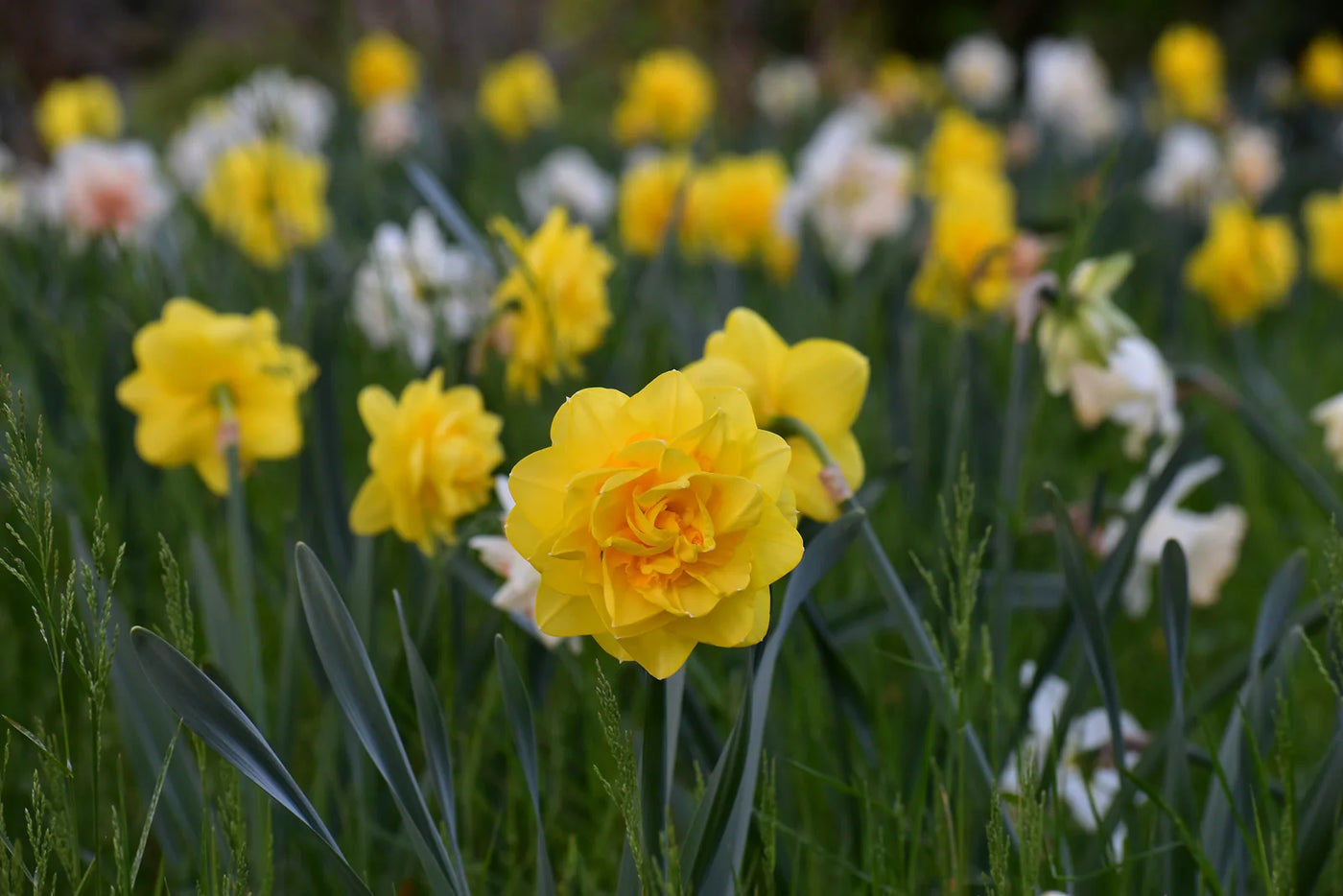 How to Plant Daffodil Bulbs in the Ground