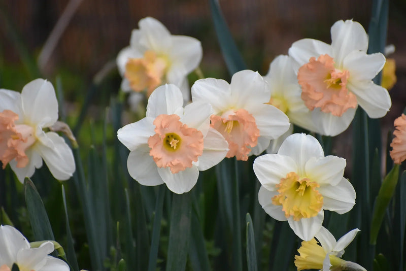 Why Do Daffodils Grow in Random Places