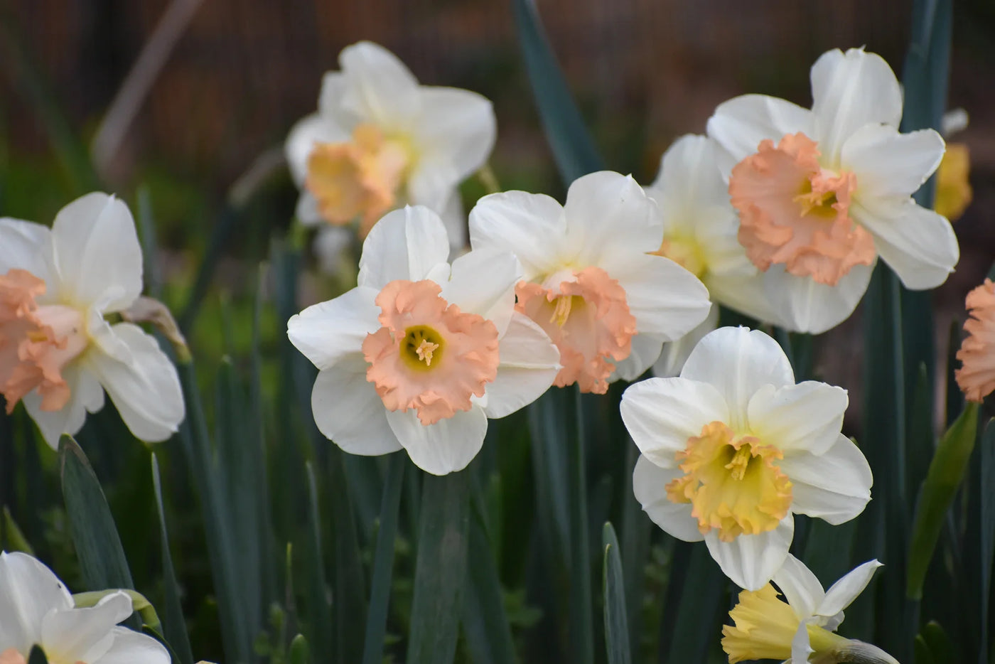 How to Plant Daffodil Bulbs in Pots