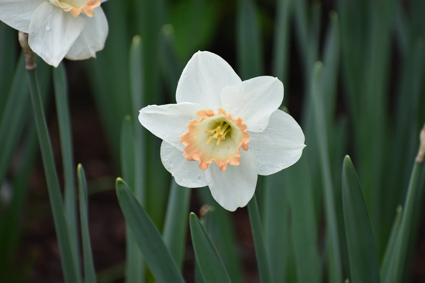 How to Plant Daffodil Bulbs in a Pot for Spring Color