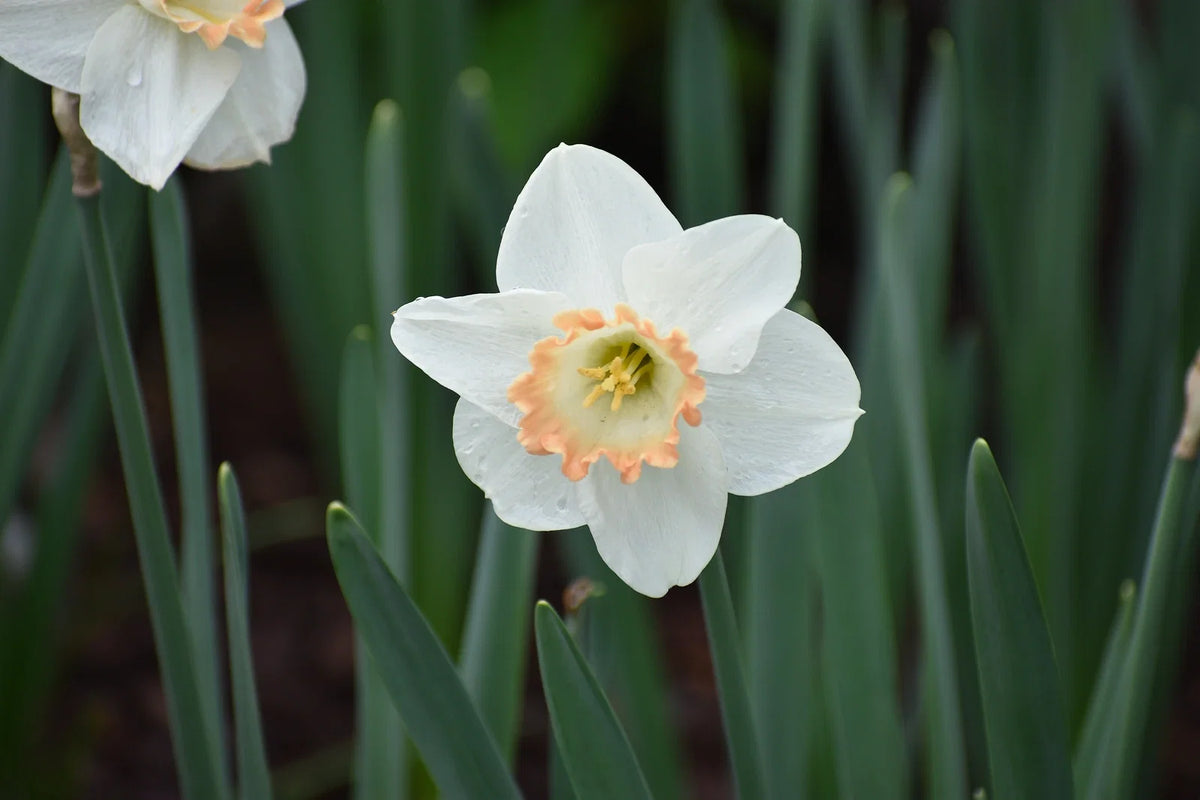 How to Grow Daffodils in Florida