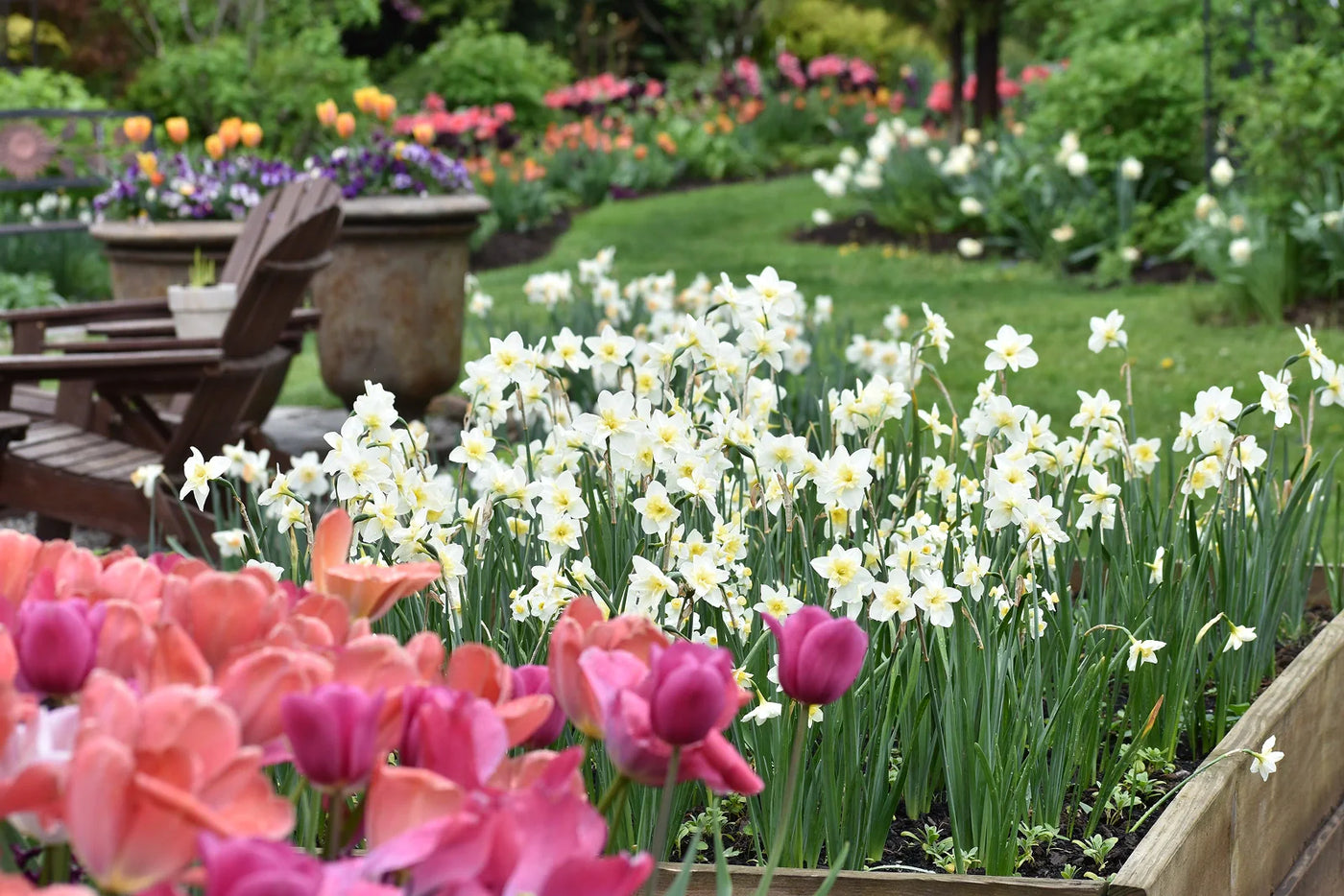 When to Plant Daffodil Bulbs in NC for Spring Success