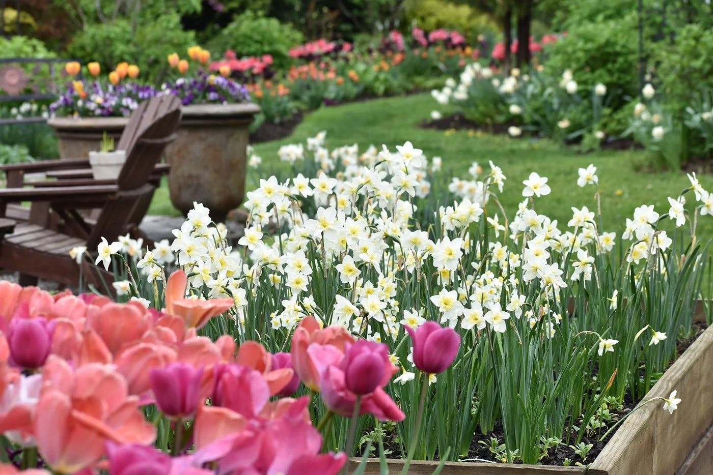 What to Do With Daffodil Leaves After Blooming