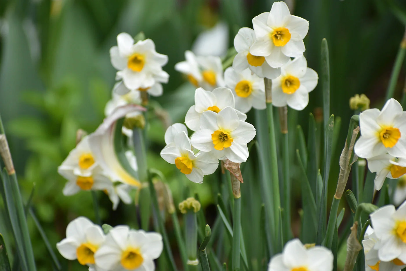 How Deep Do You Plant Daffodil Bulbs in the Ground?