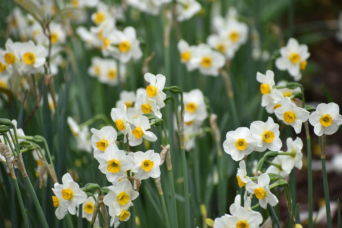 Planting Mini Daffodils for a Beautiful Spring Garden