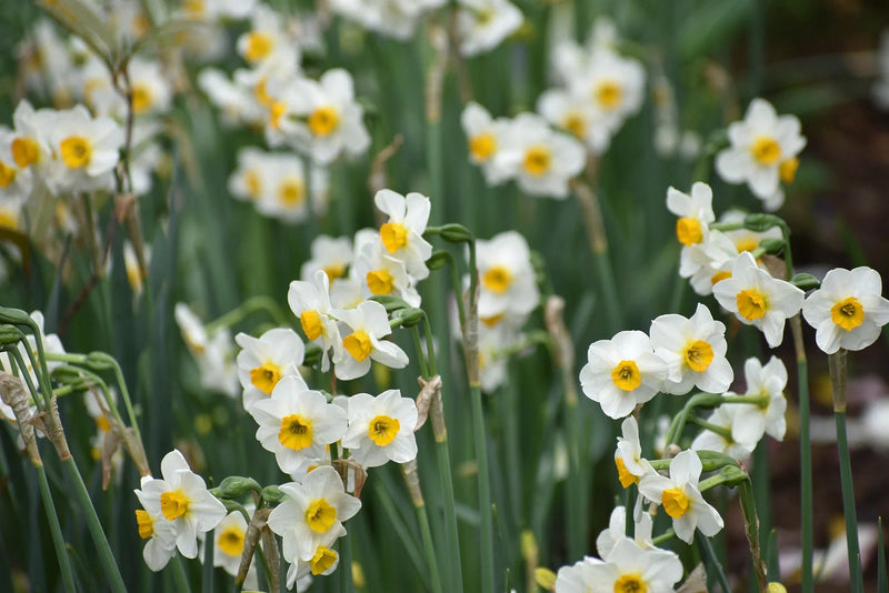 Planting Mini Daffodils for a Beautiful Spring Garden