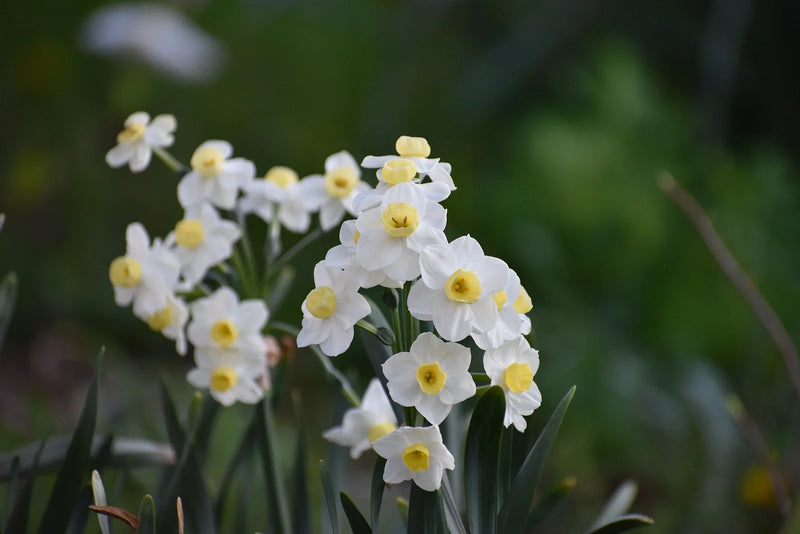 Where Is the Best Place to Plant Daffodils?