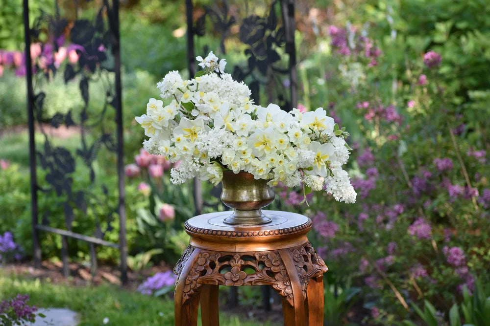 Do Daffodils Grow in the Shade?