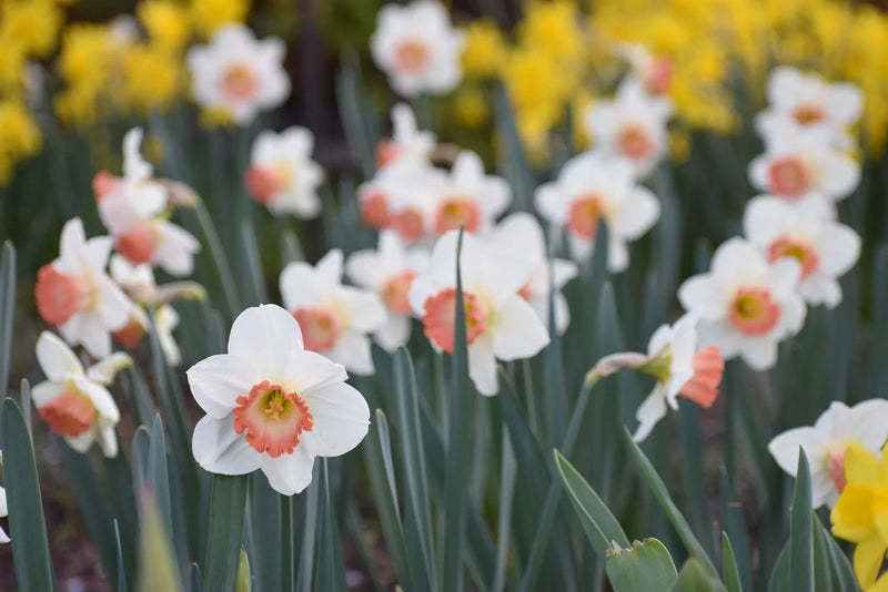 When to Plant Daffodils in Tennessee