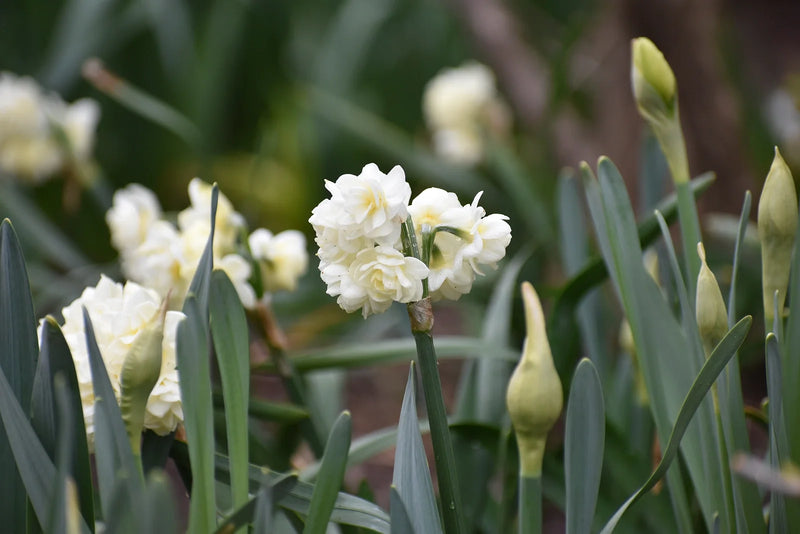 When to Plant Daffodils in Maine: A Timing Guide for Success