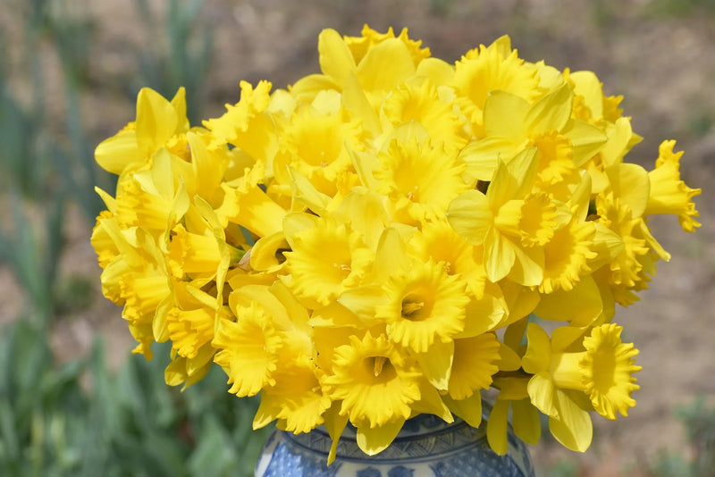 Can You Plant Daffodils in November?