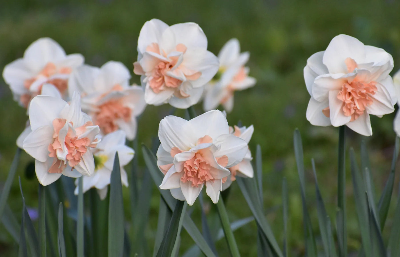 How to Space Daffodil Bulbs for a Beautiful Spring Display