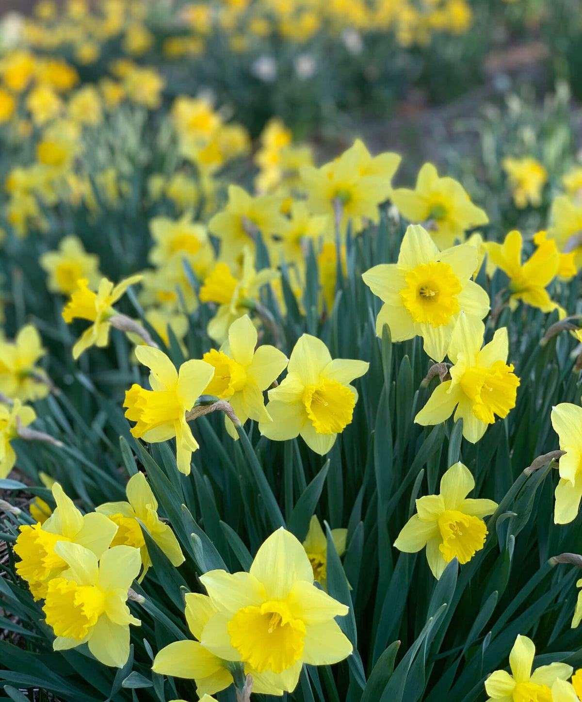 Expert Tips for Cutting and Arranging Spring Flowers