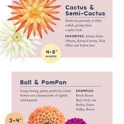 Dahlia Flower Types and Sizes