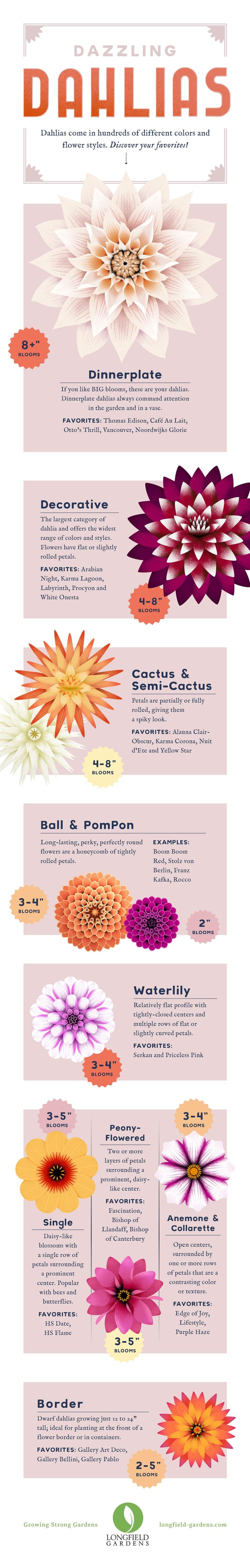 dahlia-flower-types-and-sizes1.jpg