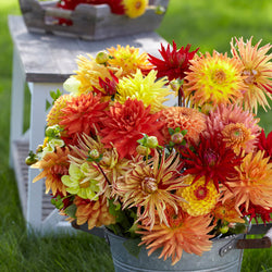 Types of Dahlias: 8 Great Looks