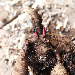 Dahlia Tubers: What You Need to Know