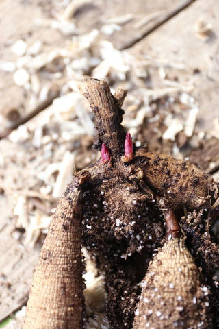 Dahlia Tubers: What You Need to Know