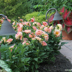 How to Plant Tuberous Begonias: Which End Is Up?