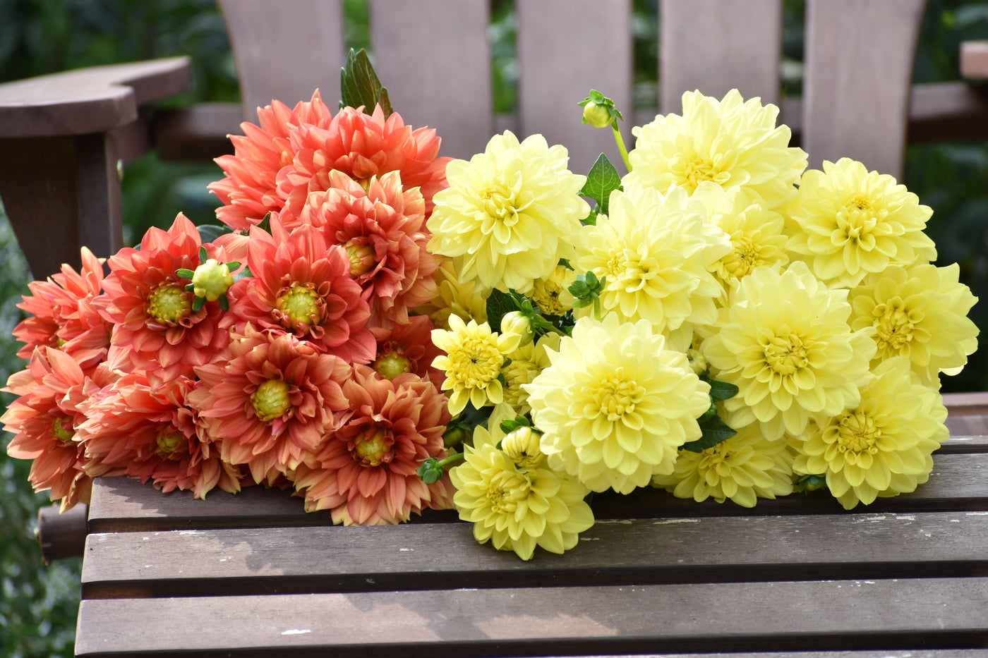 How to Divide Dahlia Tubers for More Blooms