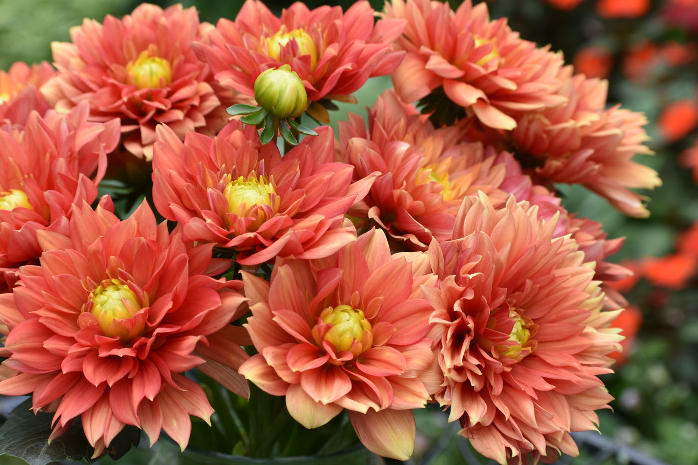 When Should I Plant My Dahlia Bulbs for a Summer of Color