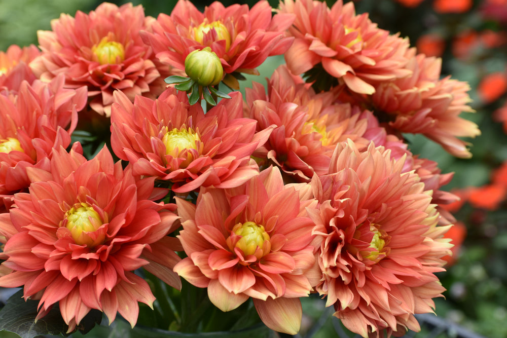 Can I Cut Back Dahlias Before Frost?