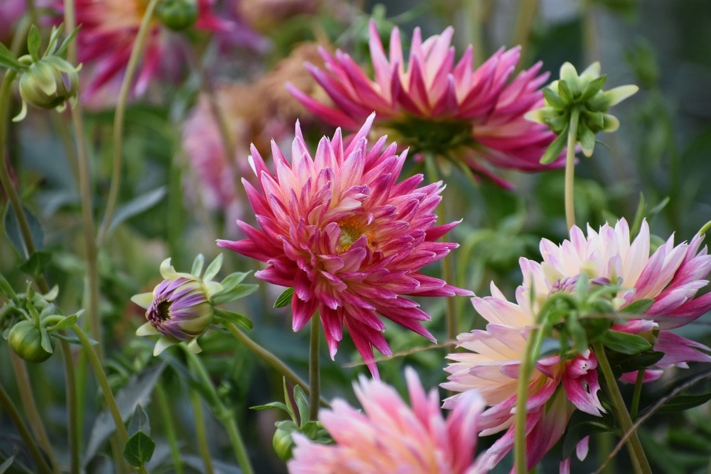 How Deep to Plant Dahlia Tubers for Best Results