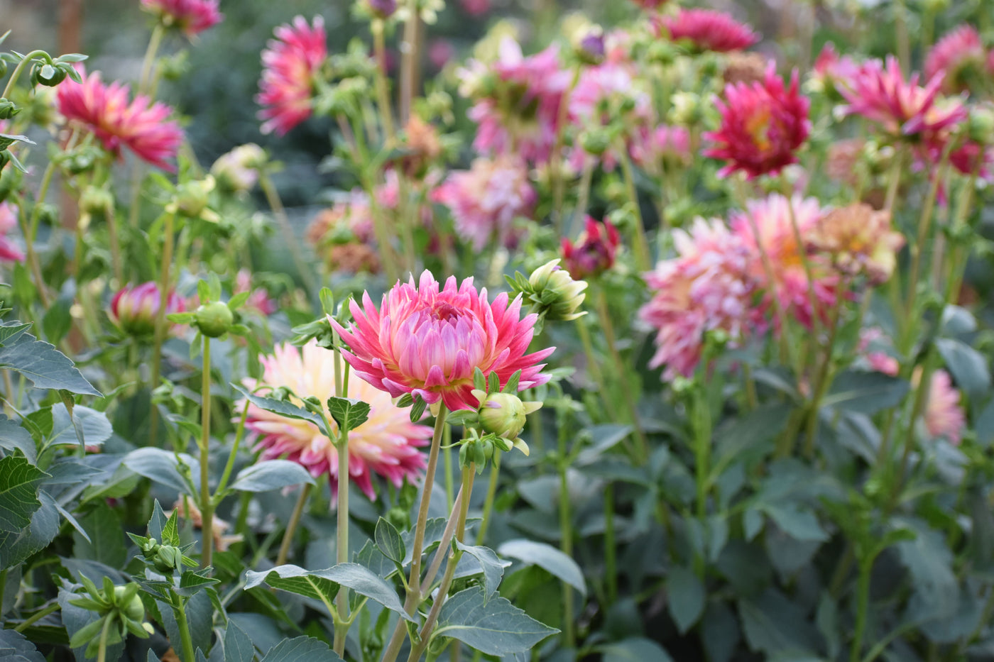 How High Do Dahlias Grow? A Guide to Heights and Sizes
