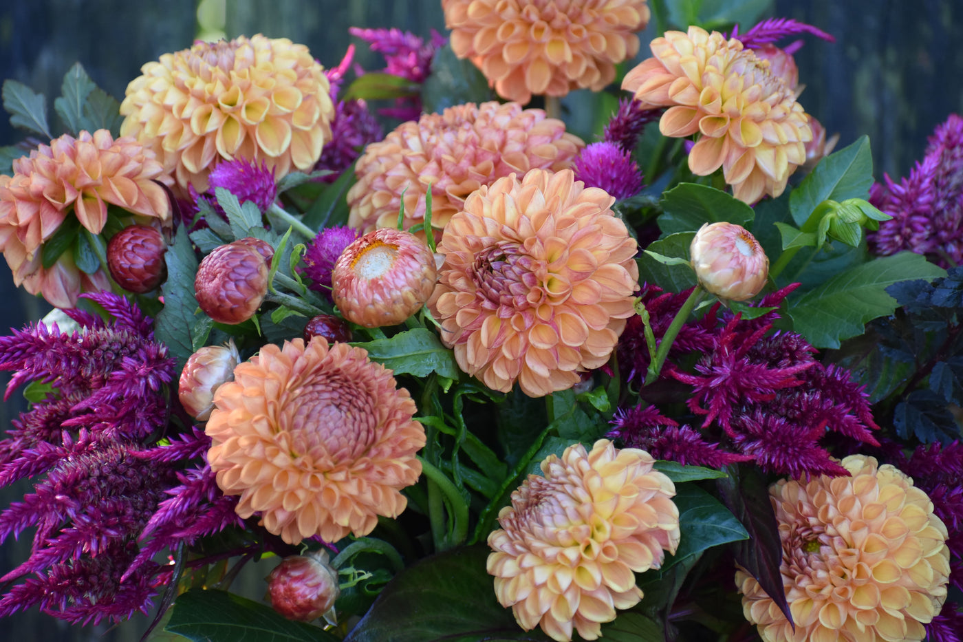 How Easy Are Dahlias to Grow?