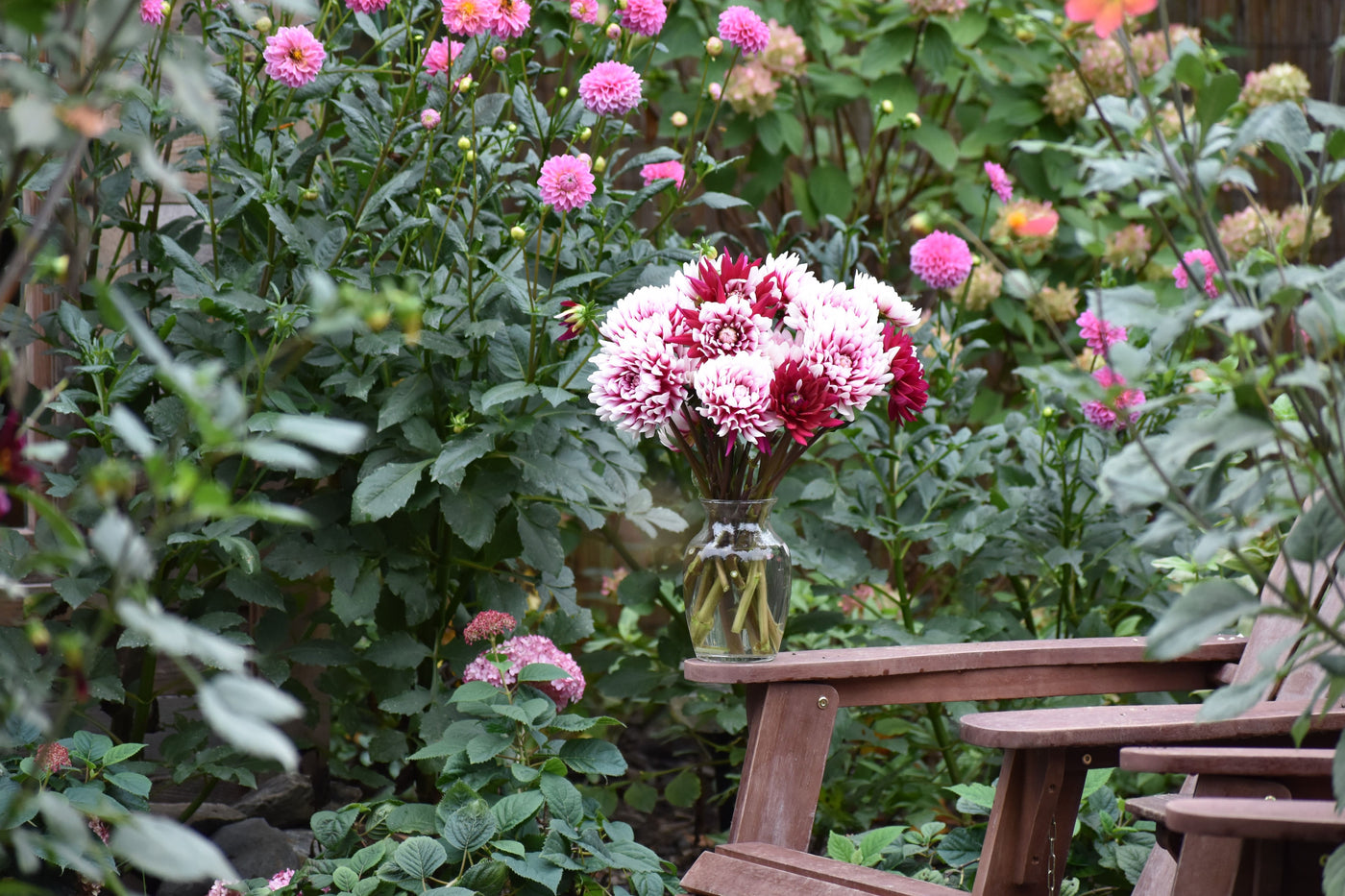How Tall Do Cafe au Lait Dahlias Grow?